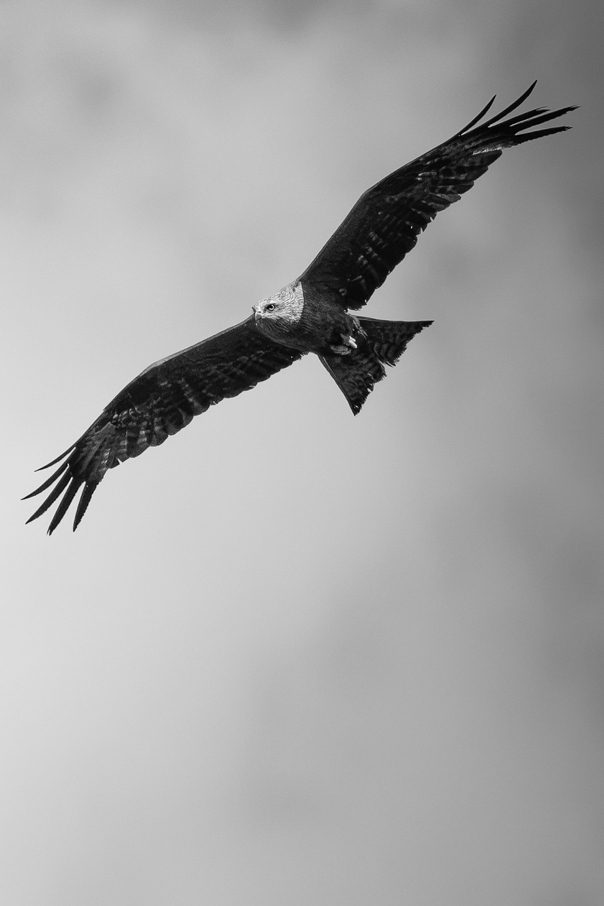 Photo by Alessandro Borgonovi